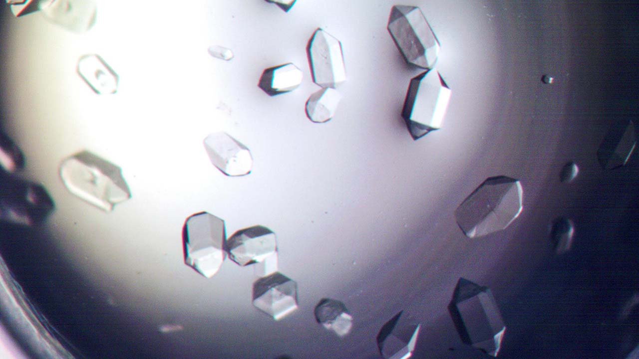 utoledo-protein-crystal-growth Aeropyrum pernix Flap Endonuclease-1 (FEN-1) protein crystals are shown grown under Earth gravity conditions